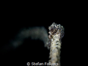 Fool on the Hill. Xeno Crab - Xenocarcinus tuberculatus. ... by Stefan Follows 